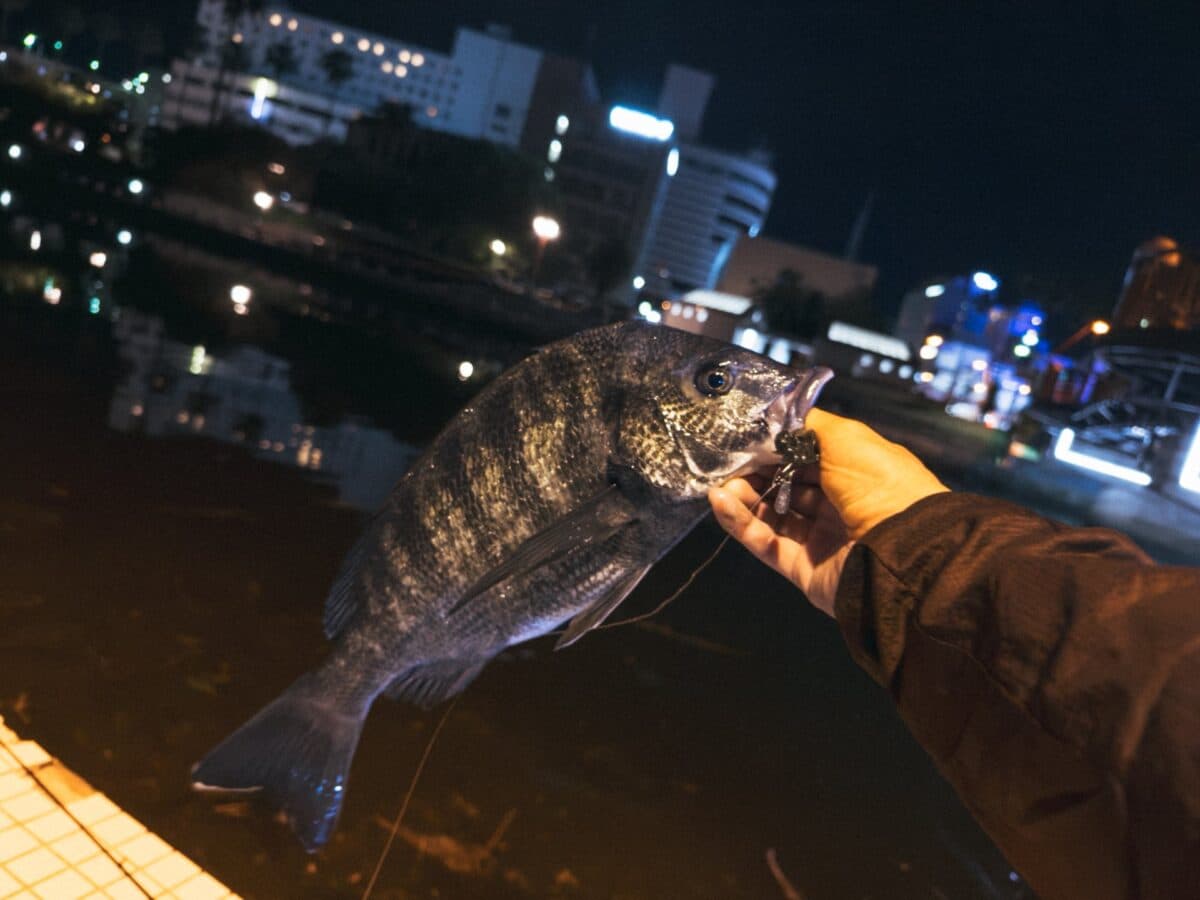 【徳島市チニング】軽く21時からチヌ釣り