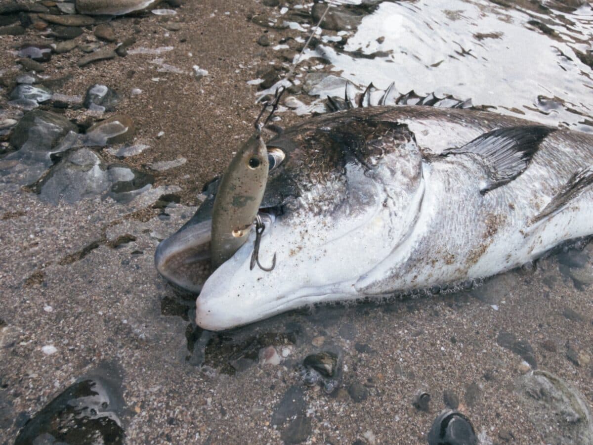 【徳島釣り】チヌ釣り → ダツ狙い → テナガエビ獲り