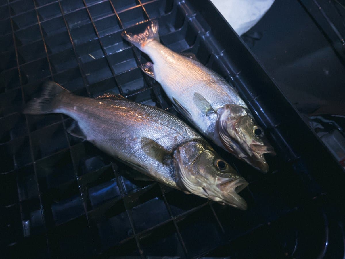 【徳島釣り】夏の夜のヒラセイゴ釣り