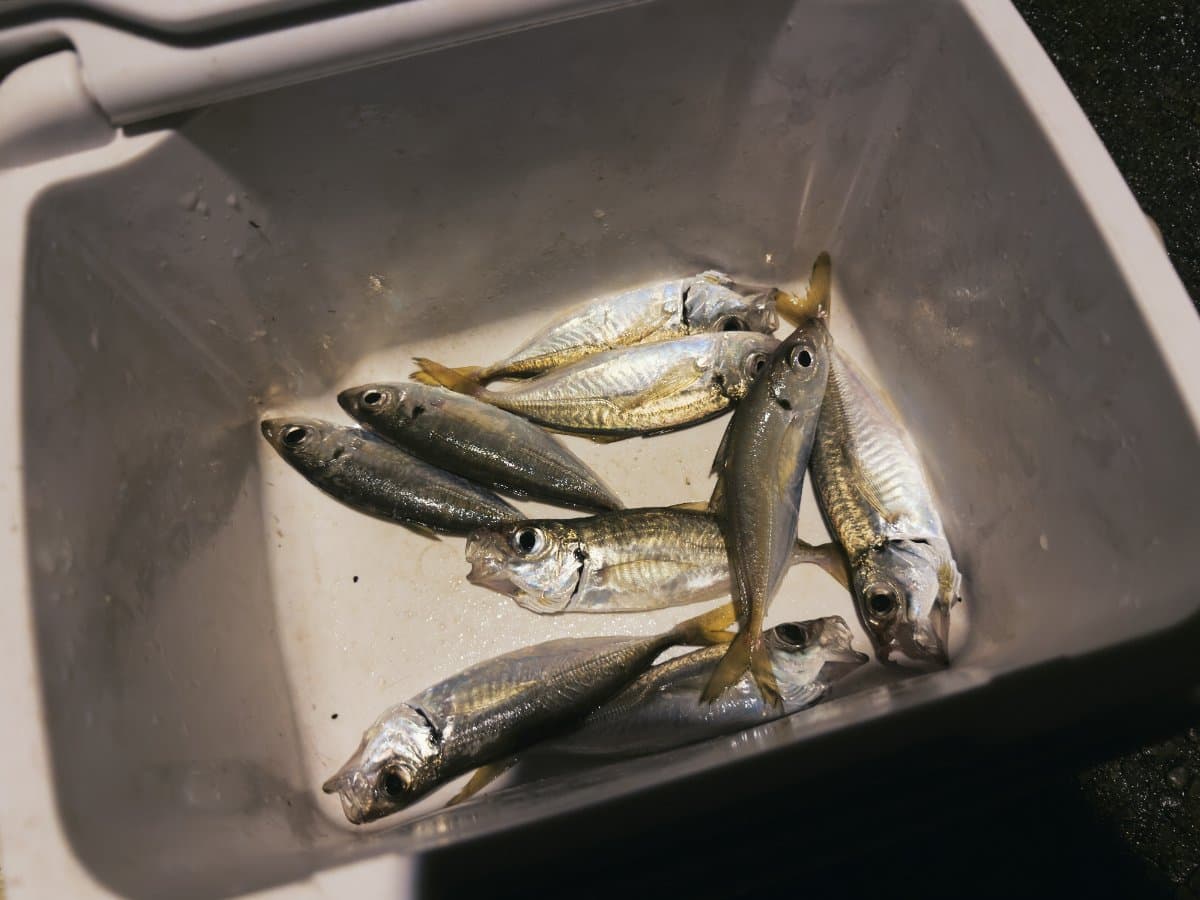 【徳島の釣り】潮止まりの漁港で豆アジ釣り