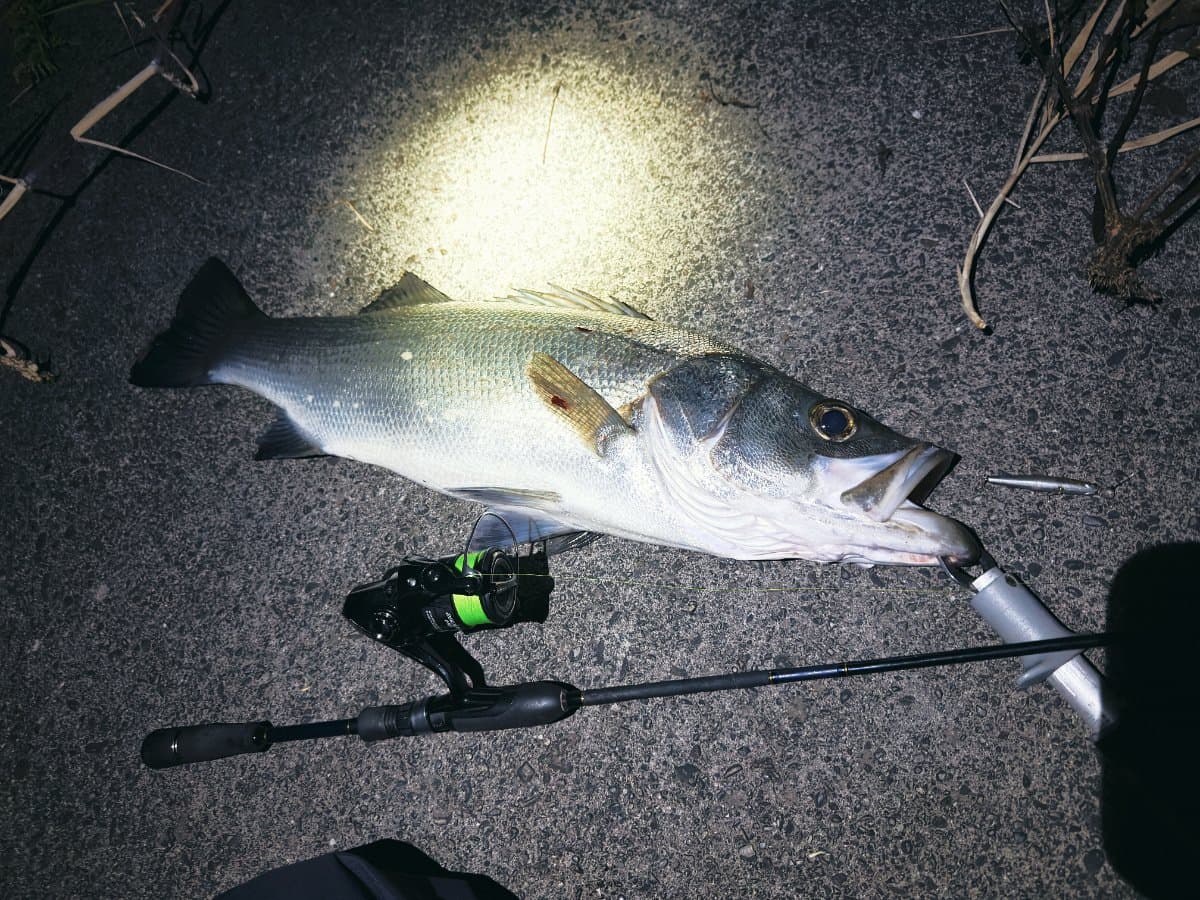 【徳島釣り】シュガーミノーで75cmヒラスズキ!