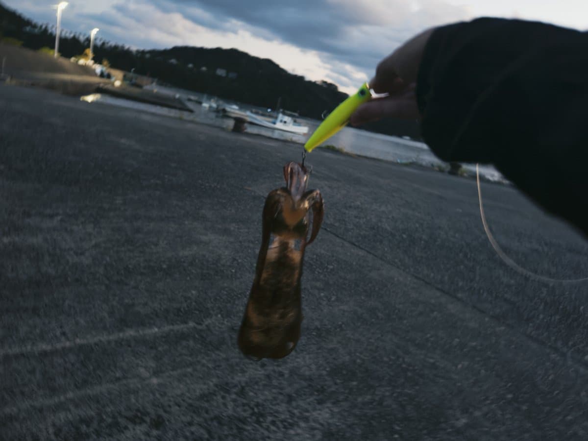 【徳島釣り】エンパシー90にアオリイカ?